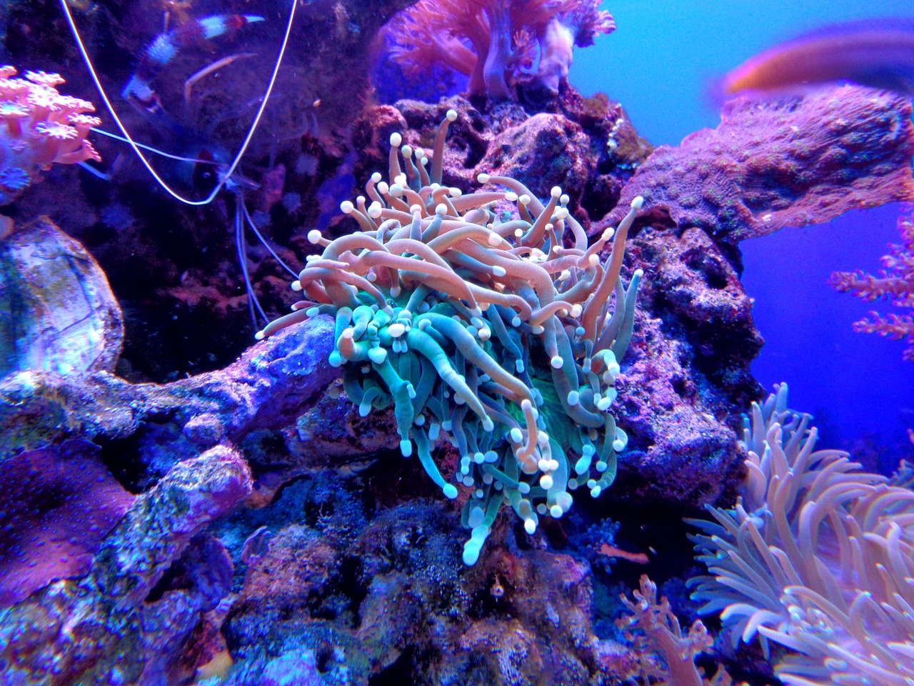 Jak wybrać koralowce do akwarium?